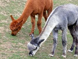 Alpacas