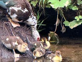 Ducks