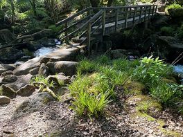 Direct access to the moor from gidleigh woods