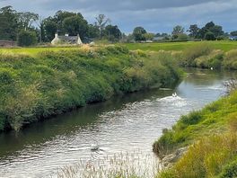 Swans on the river severn
