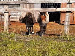 Ponies