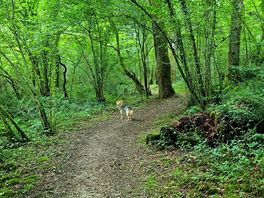 Senda por el bosque adyacente al camping