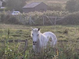Horses in the field next to site