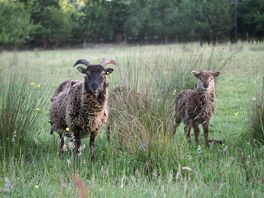 Residents
