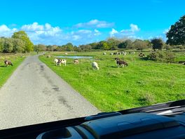 Sheep on the common