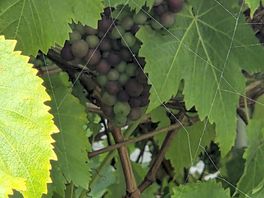 Grapes in glamis walled garden