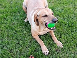 Playing ball