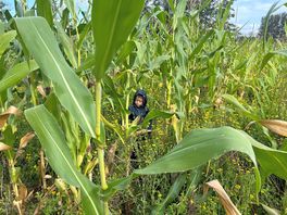 The maize maze