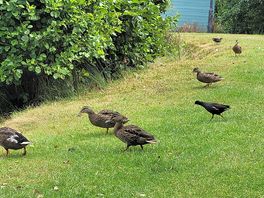 The ducks having a walk down to the lake