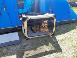 Happy dog