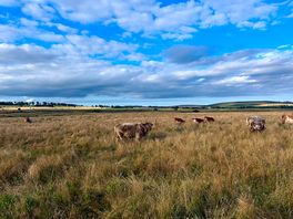 Beautiful neighbours
