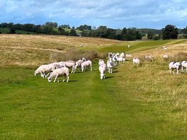 Lots of sheep