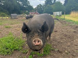 One of the lovely pigs on site