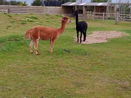 It's nice to be able to look out at the llamas while i'm eating my lunch