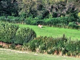 There's something magical about deer