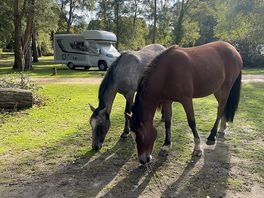 Grazing around the pitches