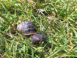 🐌