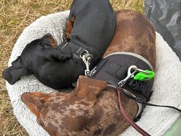Dog friendly :)