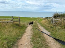 The dog enjoyed it too