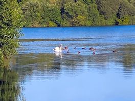 Swan and three cignets