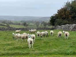 Nearby farm animals