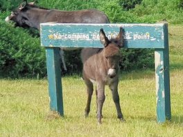 Plenty of baby donkeys - an absolute delight!