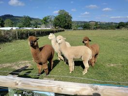 The welsh beatles