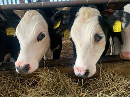 Cows in the barn