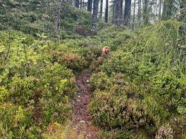 Great dog walks
