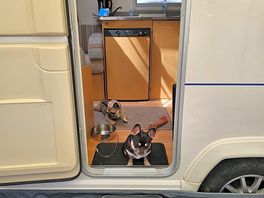 Dog's enjoying the site