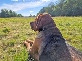 Morning observer