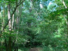Enjoyed some forest bathing!