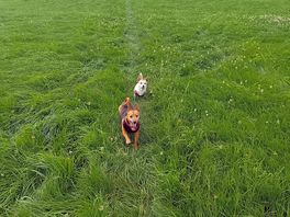 Great free exercise area for the dogs