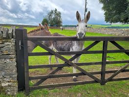 Bluey and boris