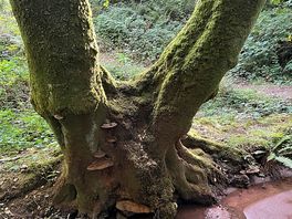 Woodland walk