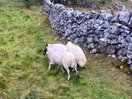 Lovely sheep