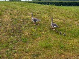 Geese