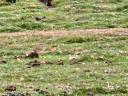 So many horses come and visit the site