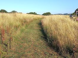 Grass walkway