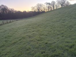 The off lead dog field