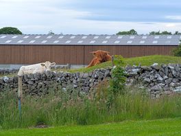 Animals close by