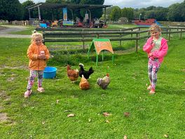 A family of hens, ducks, swans, geese, beautiful peacocks! delicious natural ice cream.