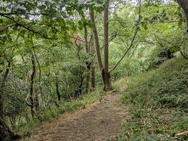 Forest walks