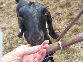 Greedy goat