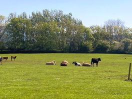 Cows