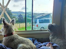 The view from our van. the dogs loved it