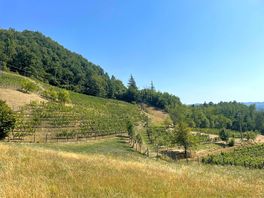 Beautiful vineyard