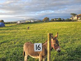 The donkeys at hendre hall