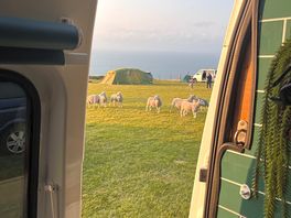 A visit from the resident sheep