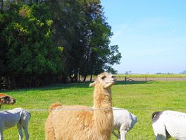 Feeding the alpacas